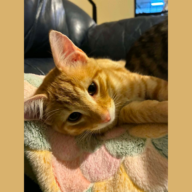 Photo of Angus