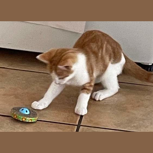 Photo of Whiskers