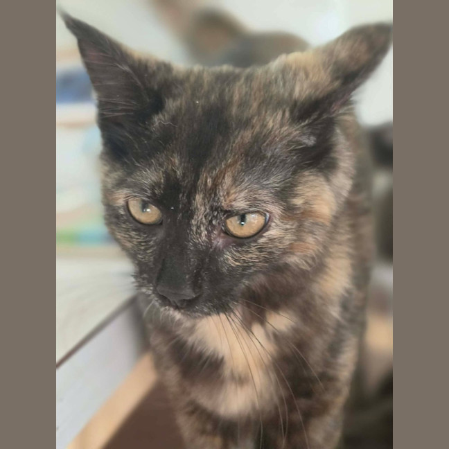 Photo of Tulip   In Foster Care In Healesville