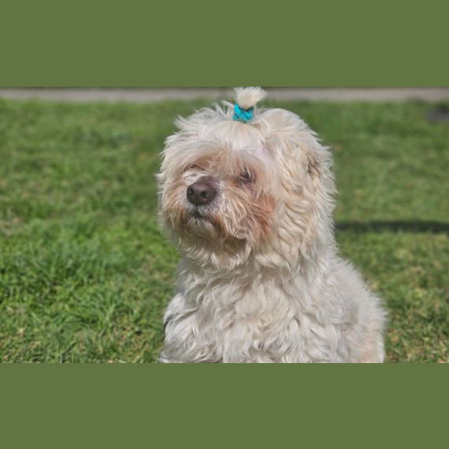 Photo of Banjo