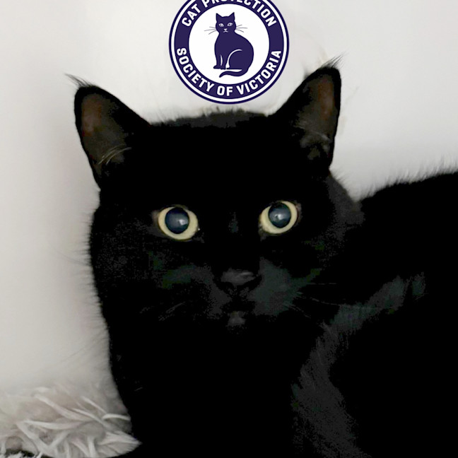 Photo of Ebony Sua012975