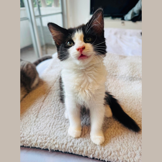 Photo of Twinkle Toes