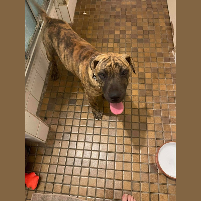 Photo of Spring Roll