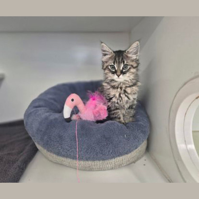 Photo of Miggles