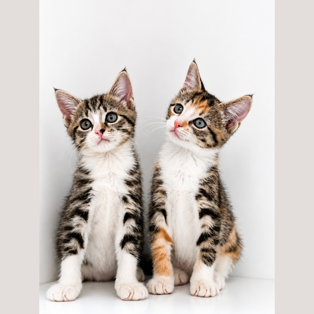 Photo of Willow And Ivy 
