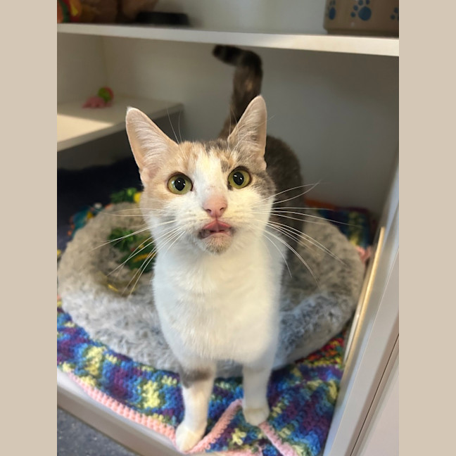 Photo of Kitty