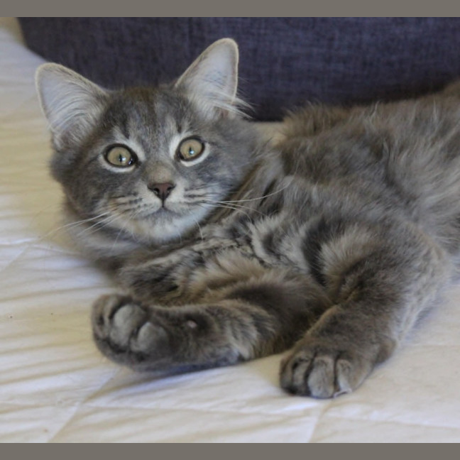 Photo of Comet