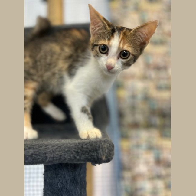 Photo of Biscuit