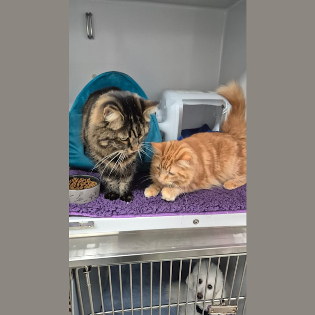 Photo of Fanta And Coke 