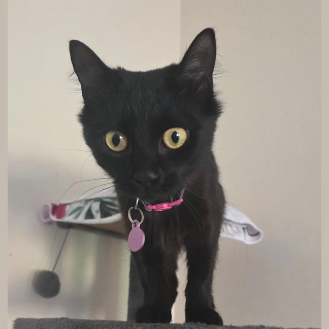 Photo of Ember
