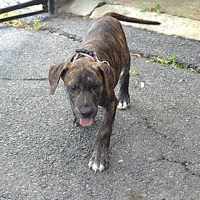 Photo of Tigger