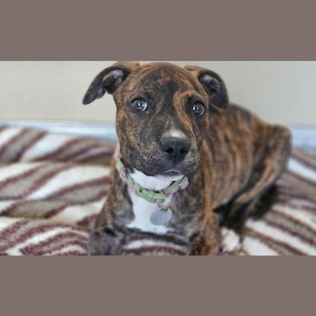 Photo of Maximus