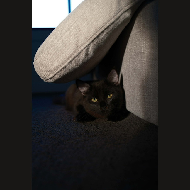 Photo of Tippa & Sooty   7 Month Old Domestic Medium Hair
