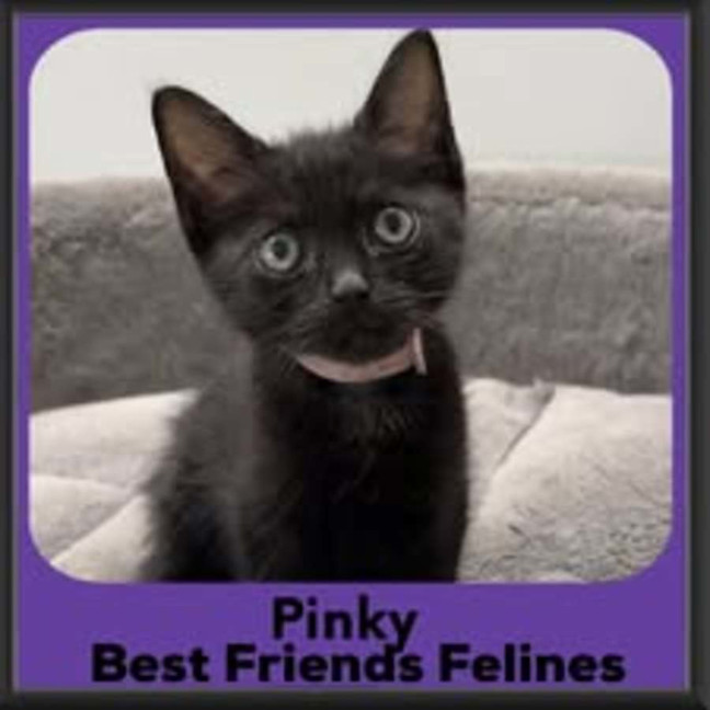 Photo of Pinky