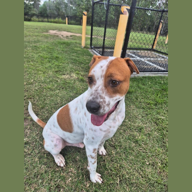 Photo of Squirtle *$150 Adoption Fee*