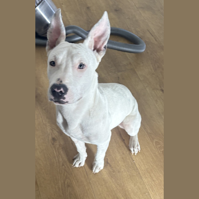 Photo of Ollie