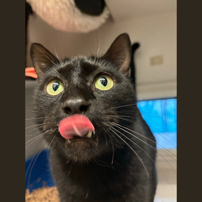 Photo of Humphrey