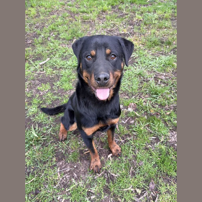 Photo of Bear