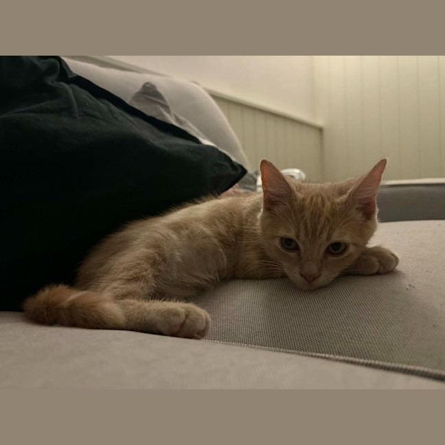 Photo of Biscuit