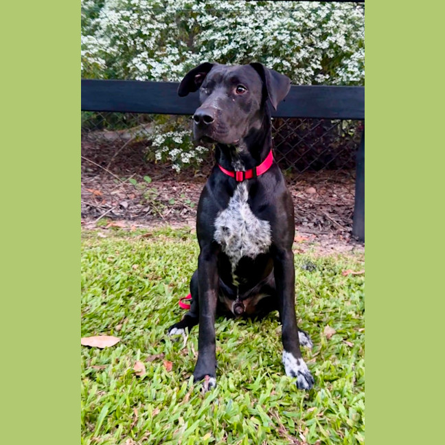 Photo of Pirate *$350 Adoption Fee*