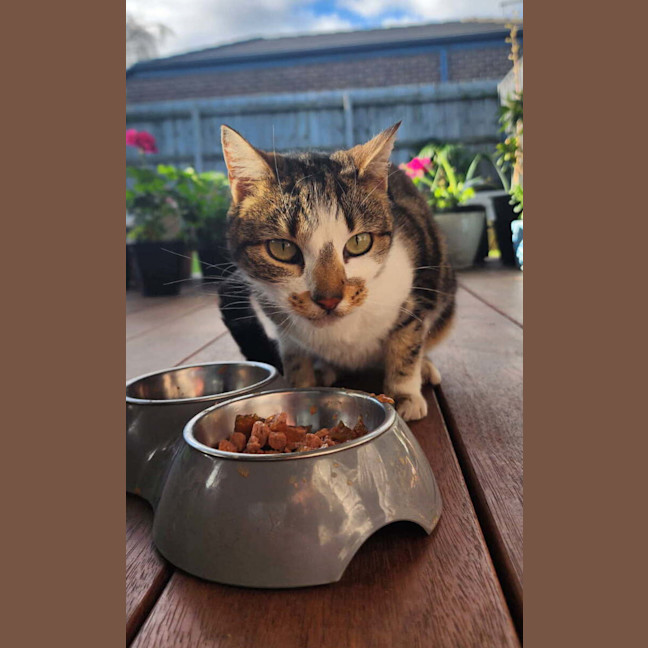 Photo of Mishka (Was Miss Fish Stick)