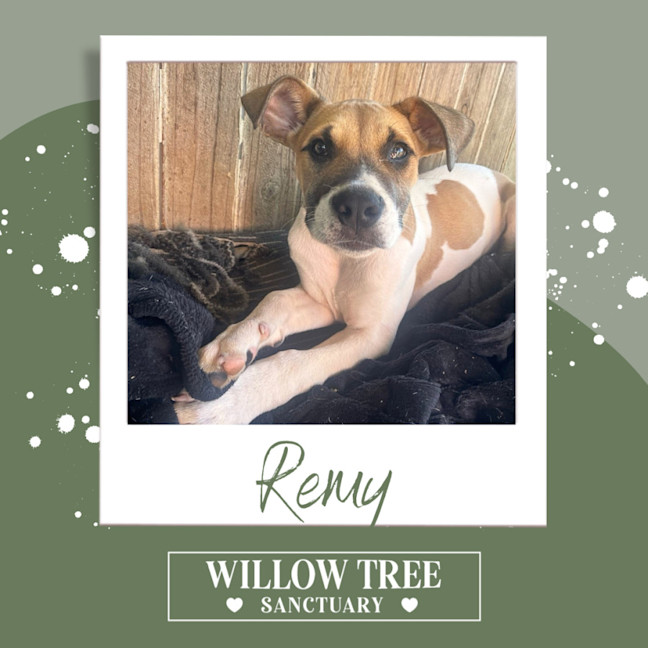 Photo of Remy 