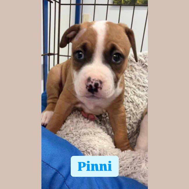 Photo of Pinni