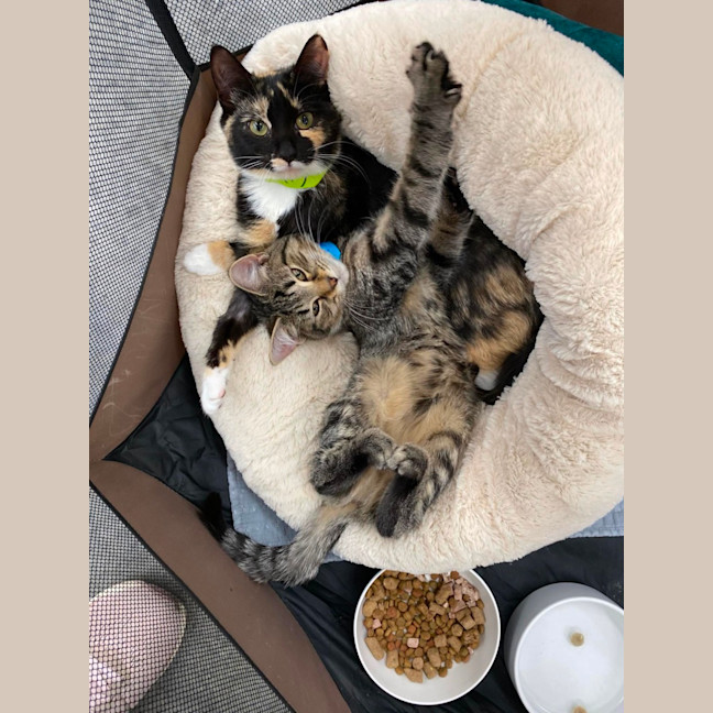 Photo of Izzy *9 Lives Project Rescue*