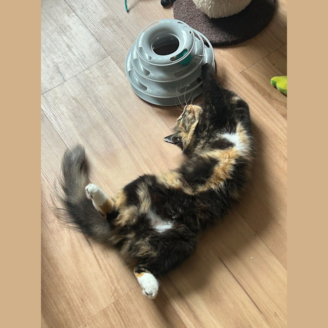 Photo of Honey