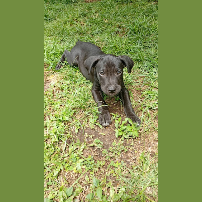 Photo of Houdini 