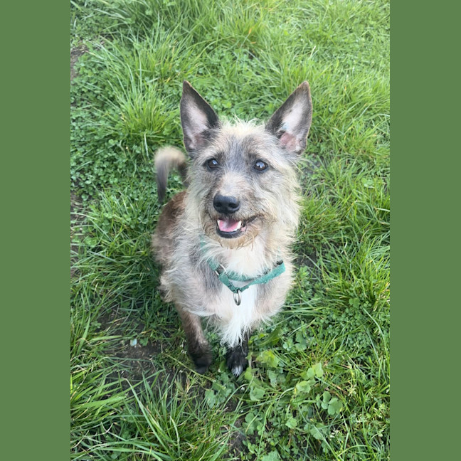 Photo of Dozer