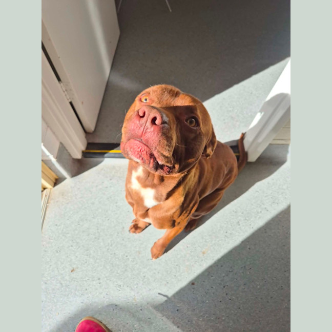 Photo of Brownie! 🍫