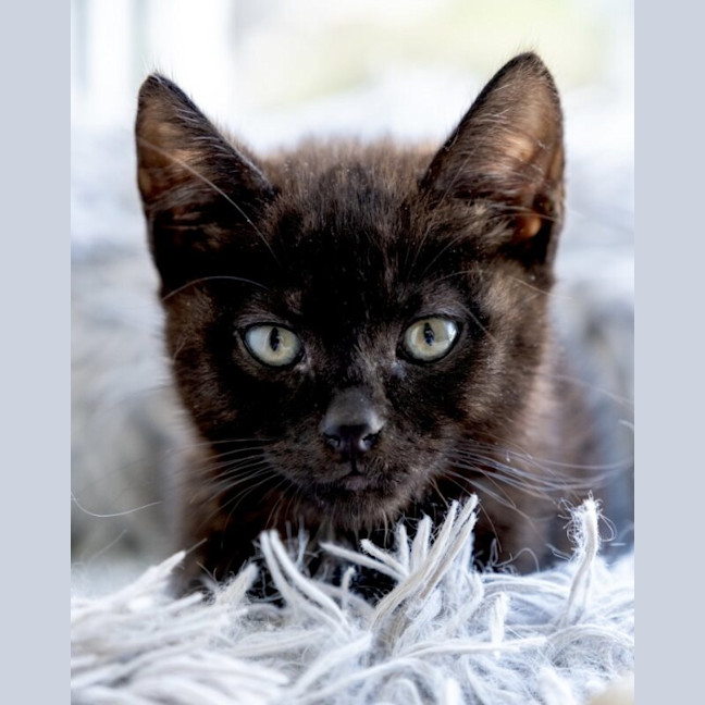 Photo of Kit
