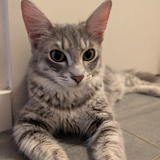 Photo of Dandy