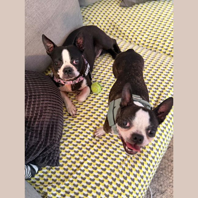 Photo of Spock & Oscar   6 Yo Boston Terrier