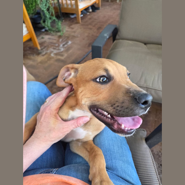 Photo of Banjo