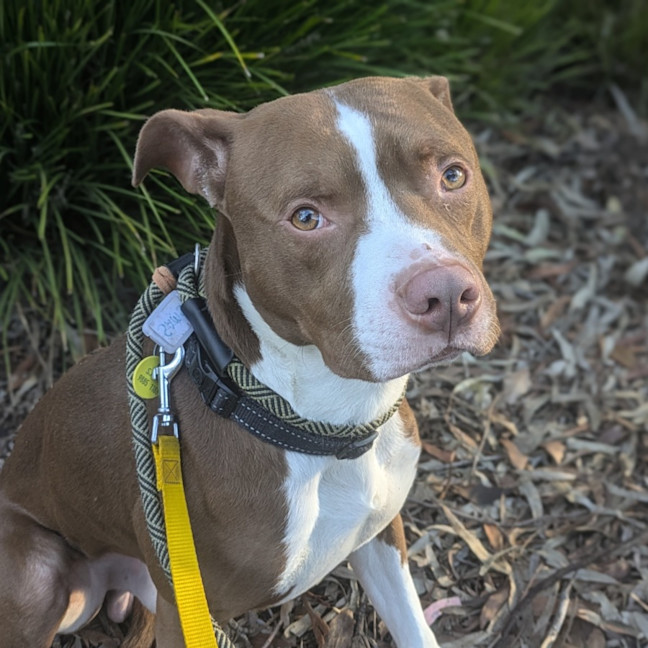Photo of Toby