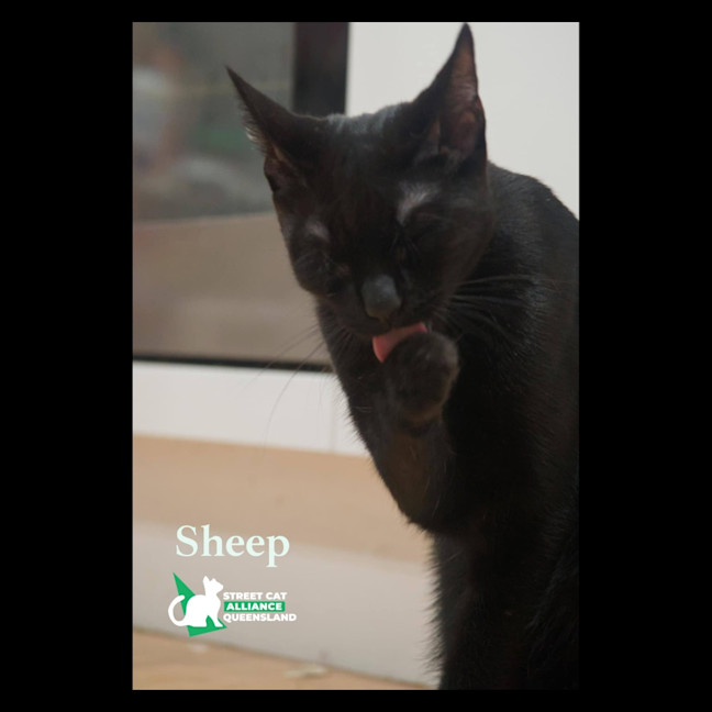 Photo of Sheep