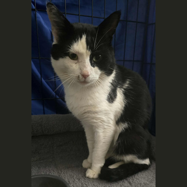 Photo of Frankie   4 Year Old Domestic Short Hair