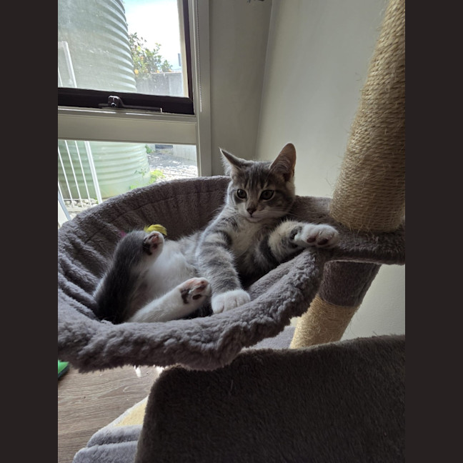 Photo of Paprika