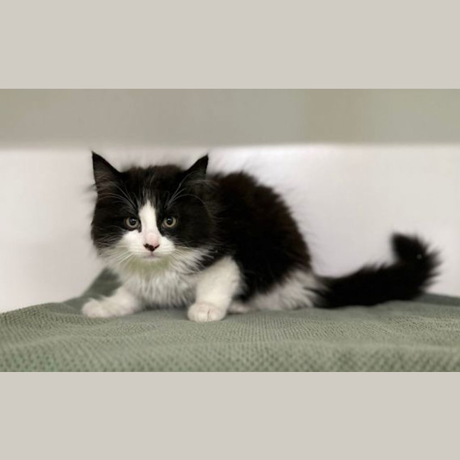 Photo of Oreo