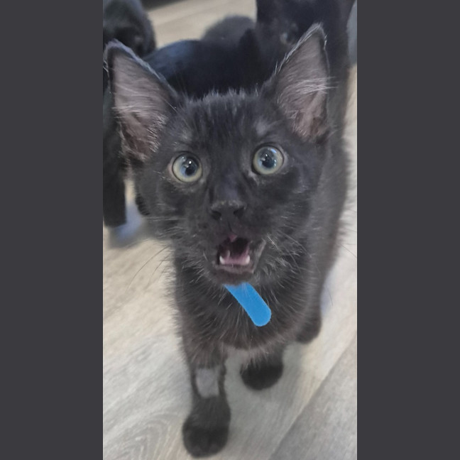 Photo of Bat