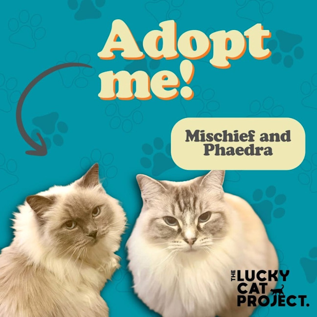 Photo of Mischief & Phaedra