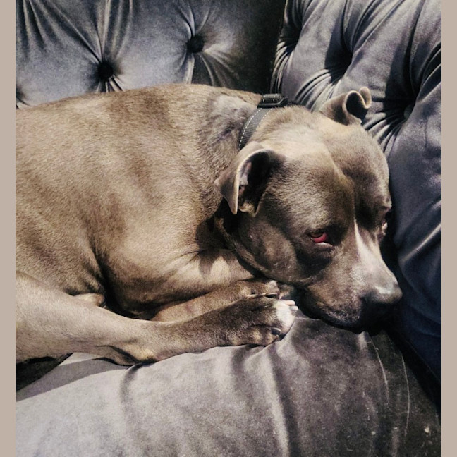 Photo of Ace