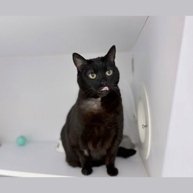 Photo of Midnight