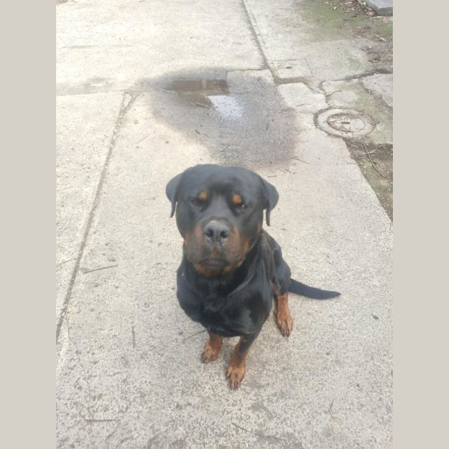 Photo of Duke