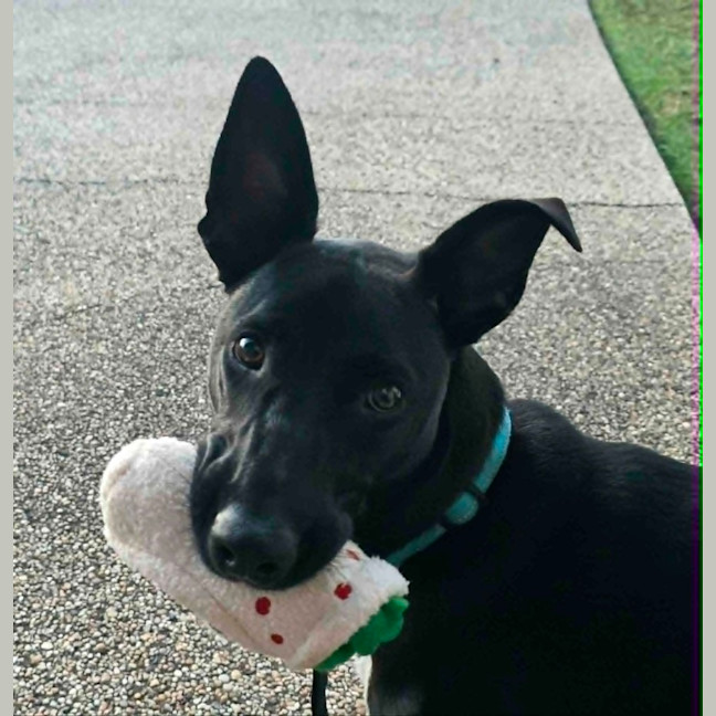 Photo of Blitzen