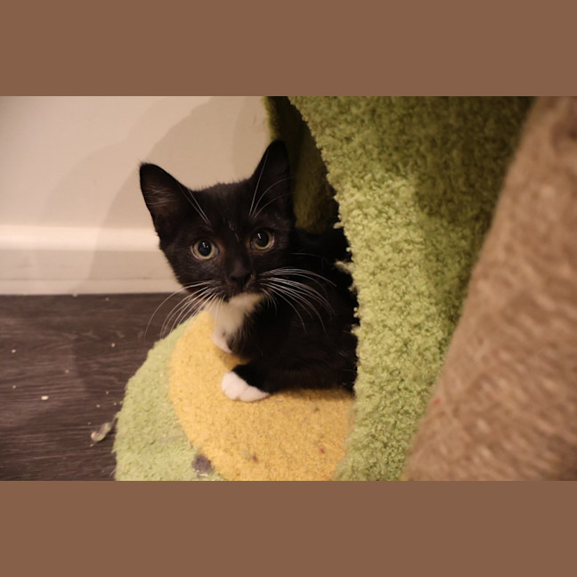 Photo of Poppy