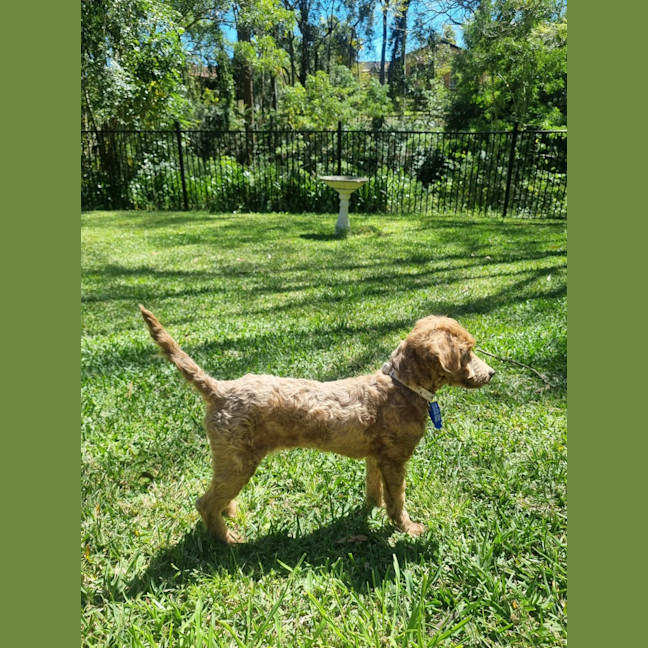 Photo of Dewey   4 Month Old Toy Poodle
