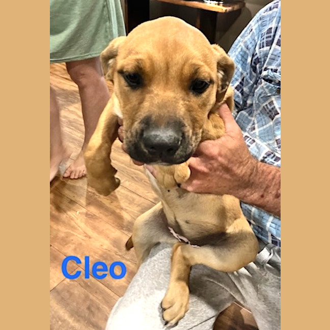 Photo of Cleo